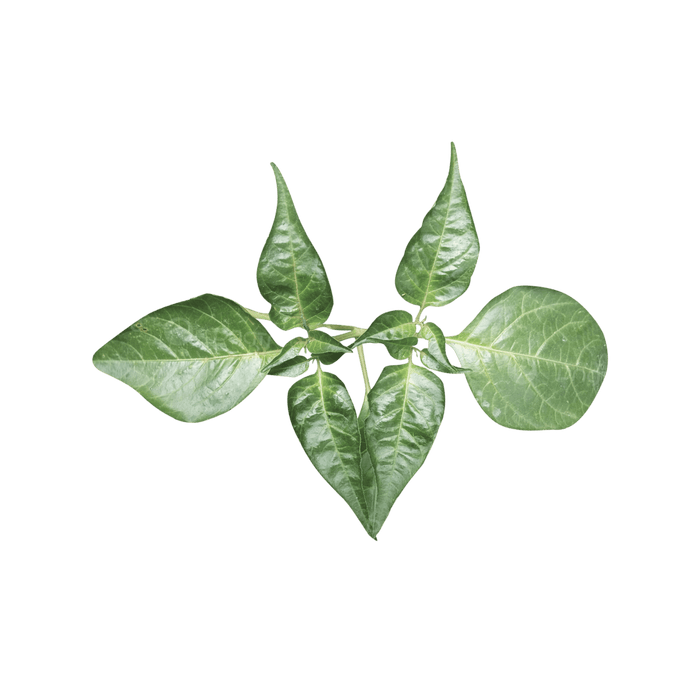 Green plant with several leaves on black background.