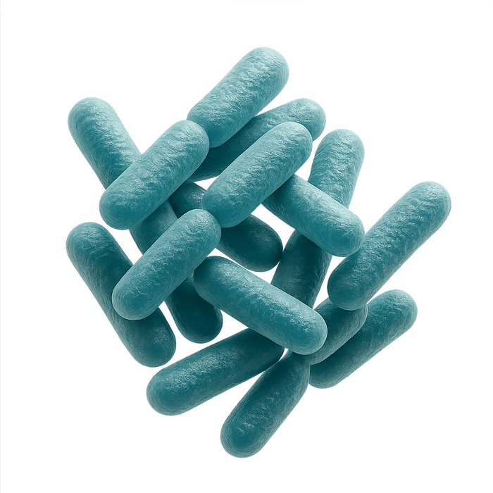 Lactiplantibacillus plantarum Lp-G18-2 bacteria